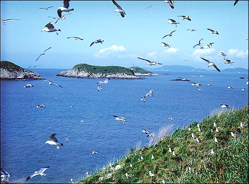 칠산도의 주인 괭이갈매기가 힘찬 날개짓을 하지만 칠산바다의 주인 참조기는 돌아오지 않는다. 